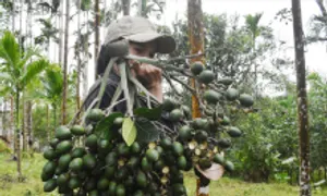 Tỉnh nào có 'xứ ngàn cau'?